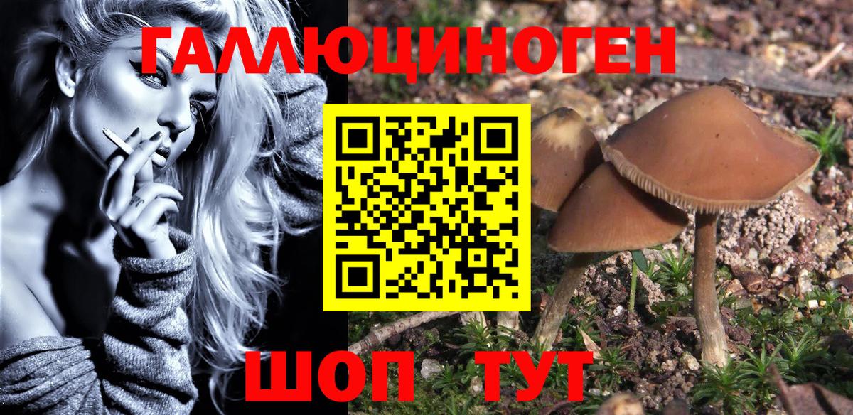 Псилоцибиновые грибы Psilocybe Городец